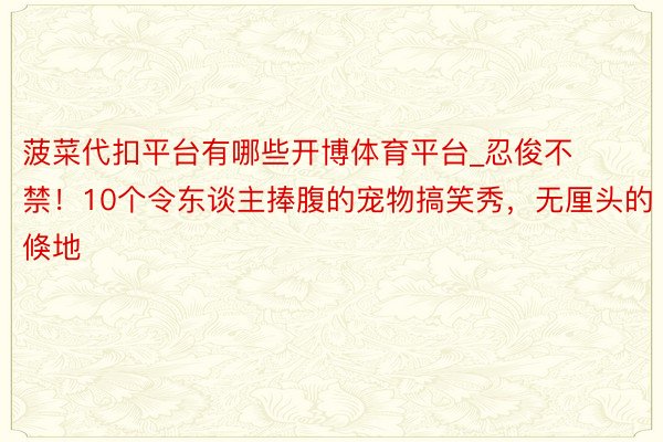 菠菜代扣平台有哪些开博体育平台_忍俊不禁！10个令东谈主捧腹的宠物搞笑秀，无厘头的倏地