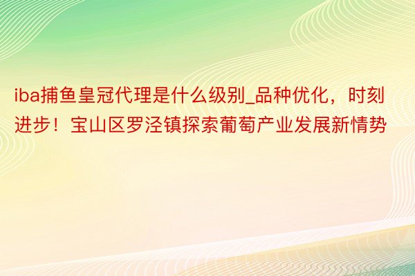 iba捕鱼皇冠代理是什么级别_品种优化，时刻进步！宝山区罗泾镇探索葡萄产业发展新情势